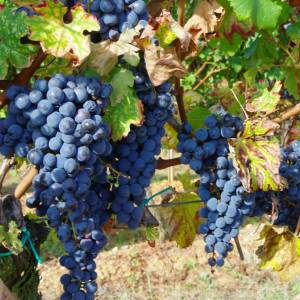 Przepis na sok z winogron jest banalnie prosty. Jest świetny na odporność