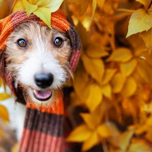 Ciepły powiew jesieni. Październik zaskoczy nas temperaturami nawet do 20 stopni!