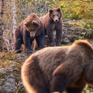 Spacer w Tatrach skończył się ucieczką przed niedźwiedziem. Relacja z bliskiego spotkania z drapieżnikiem