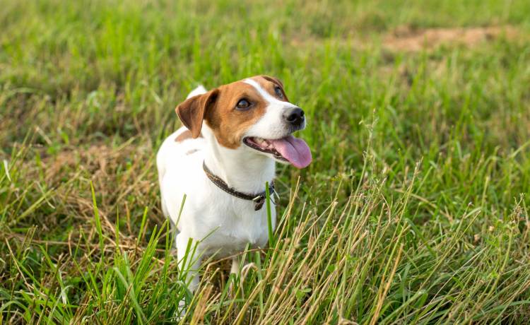 Bulwersująca zabawa nastolatek z Sosnowca. Omal nie doprowadziły do śmierci psa