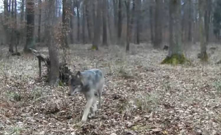 Trzynogi wilk w lesie. Kamera uchwyciła zaskakujący widok! [WIDEO]