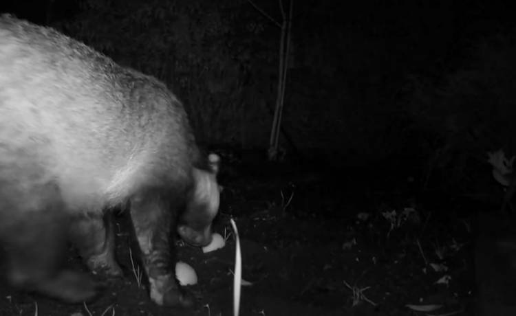 Borsuk nie lubi jabłek?! Nagranie z fotopułapki zaskoczyło internautów! [WIDEO]