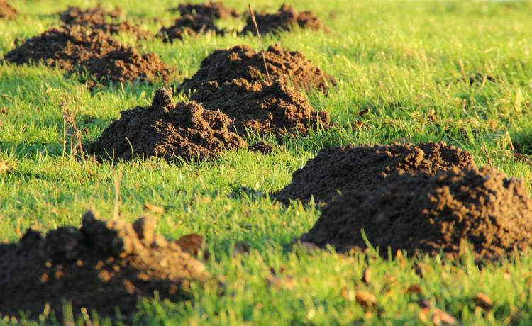 Sposoby na pozbycie się kreta