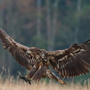 Cudowne ocalenie. Policjanci uratowali życie tonącego bielika!