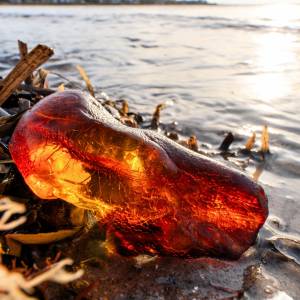 Polskie wybrzeże zalane cennymi znaleziskami. Rekordowe zbiory bursztynu