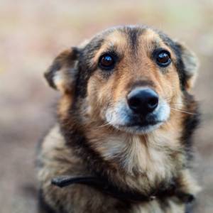Potrzebna pomoc dla psów z Ukrainy. Liczy się każda złotówka! [ZBIÓRKA]