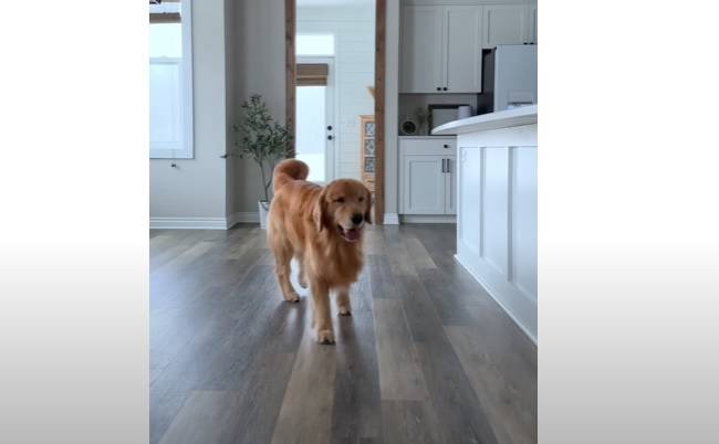 Udawali, że stracili przytomność, żeby zobaczyć reakcję psów. Takiego zachowania się nie spodziewali! [WIDEO]