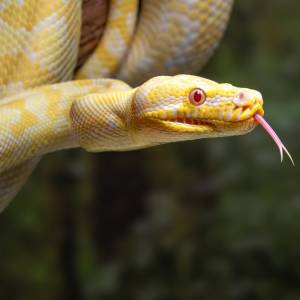 Takiej pobudki nikt nie chce przeżyć! Na kobiecie leżał pyton