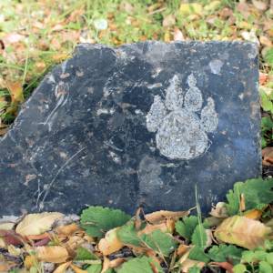 To tutaj pupile kończą swój żywot. Czym są cmentarze zwierząt?