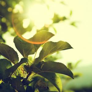 Paliwa ekologiczne – analiza udziału procentowego w polskiej energetyce