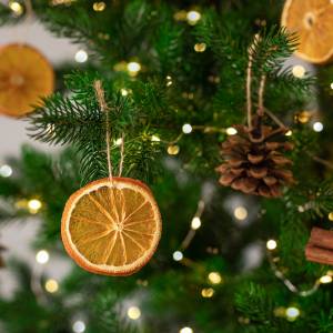 Widzisz taką narośl na choince? Nie wnoś jej do domu! W środku są... jaja modliszek 