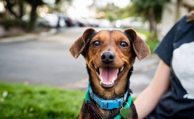 Pies ze schroniska. Dlaczego warto go przygarnąć? Poznaj 8 powodów!