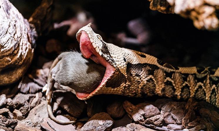 Nie kupuj "węża w worku". Gady w przesyłkach DHL-u. Ich ukąszenie grozi śmiercią