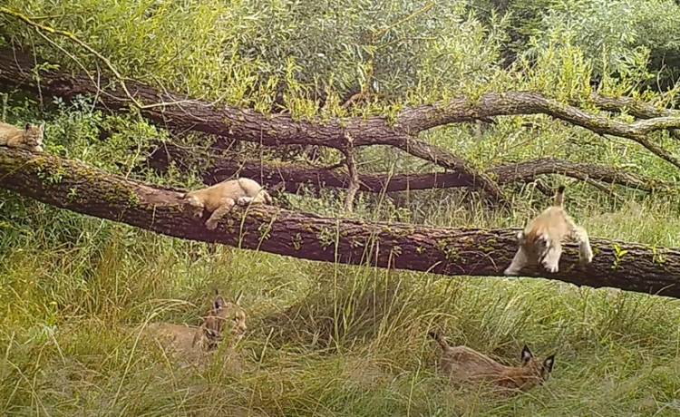 To rekord? Samica rysia urodziła aż pięcioro kociąt! Nagranie z maluchami trafiło do sieci [WIDEO]