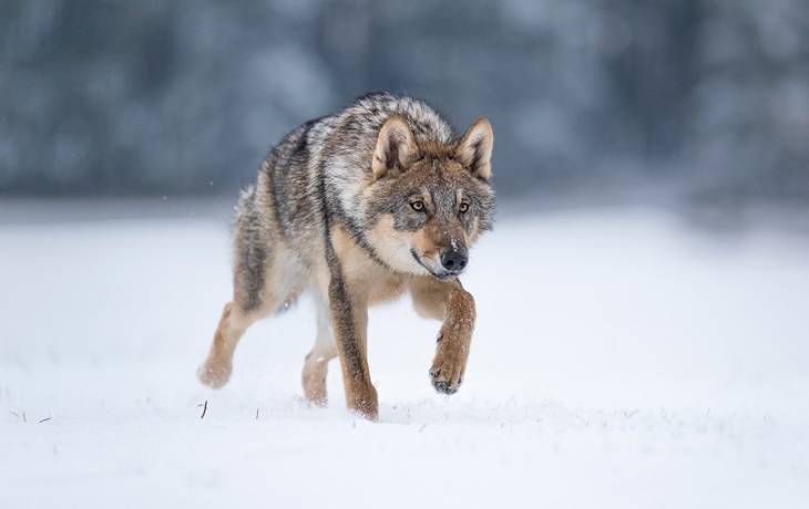 Tylko tyle zostało po ataku wygłodniałych wilków [WIDEO]