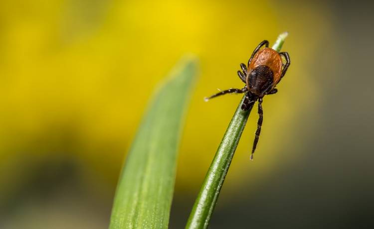 Kleszcze atakują! Jak ograniczyć ryzyko kontaktu? Jak je poprawnie usuwać? Sprawdź!