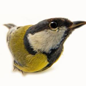 Dlatego sikorka puka w okno. Niewiele osób o tym wie!