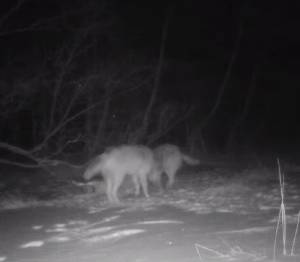 Tak się bawią wilki w nocy! Wszystko nagrała fotopułapka [WIDEO]