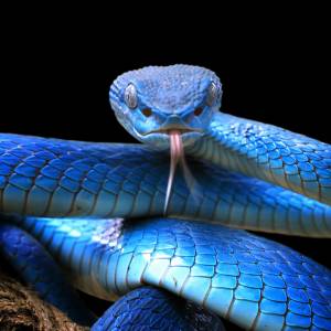 Wąż wypełzł z paczki popcornu! Nietypowe zakupy pewnej amerykanki