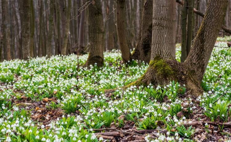 Nagranie z... łaciatą sarną trafiło do sieci! "Natura potrafi zaskoczyć" [WIDEO]