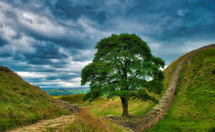 To drzewo było znane na całym świecie. Wandal ściął je piłą. Policja szuka sprawcy