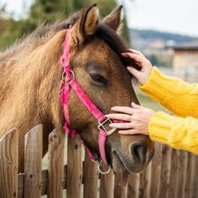 Konie wyczuwają ludzki strach? Eksperci nie pozostawiają wątpliwości
