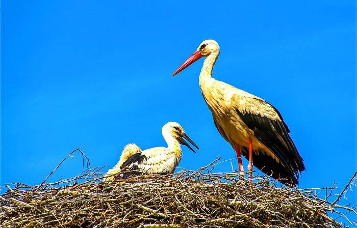 Kamera uchwyciła radość bocianich rodziców po zniesieniu jaja. Zobacz wzruszające nagranie 