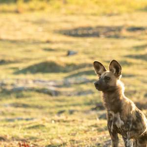 Likaon z Francji przewieziony do zoo we Wrocławiu. Tak go powitano! [WIDEO]