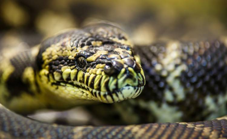 Niespodziewany atak w toalecie. Kobietę ugryzł pyton