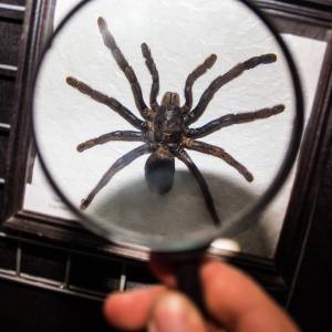 Ogromny pająk odkryty w Brazylii! Ma nawet 16 cm