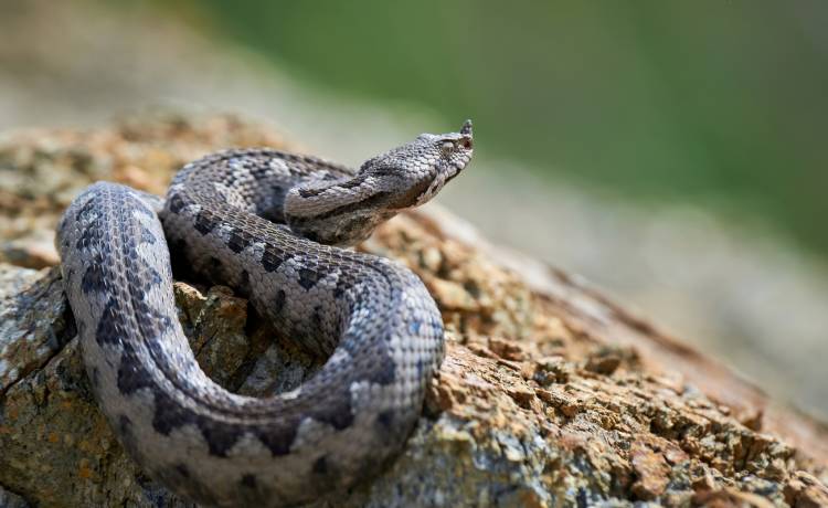 Rzadko spotykana odmiana żmii zygzakowatej. Łatwo się pomylić!