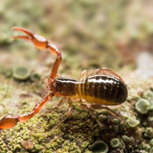 Na jego widok możesz się przestraszyć. "Polski skorpion" jest zupełnie niegroźny