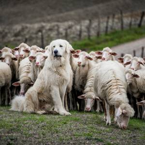 Zaganianie owiec z lotu ptaka. Niesamowite nagranie stało się hitem sieci! [WIDEO]