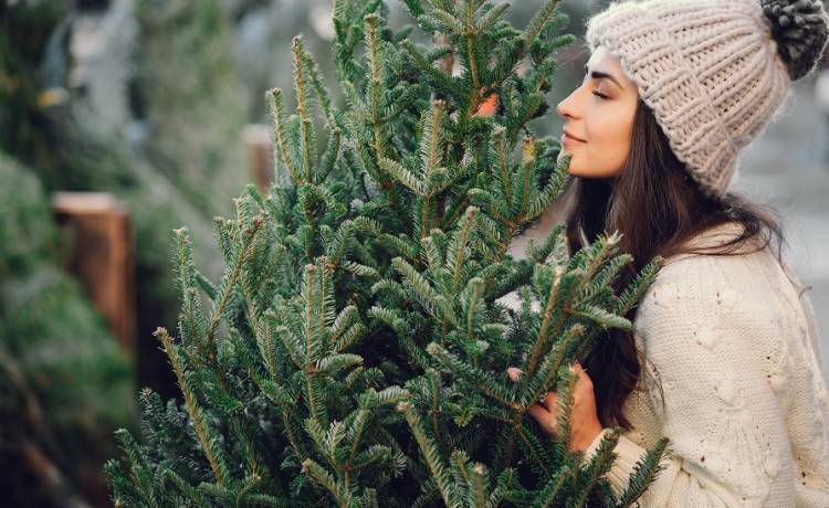 Nie chcesz, by Twoja choinka padła przed pierwszą gwiazdką? Przy zakupie żywego drzewka pamiętaj o kilku sprawach!