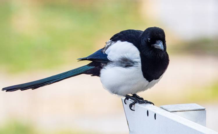 fot. shutterstock.com 