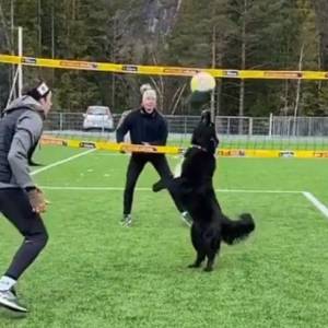 Suczka grająca w siatkówkę stała się hitem internetu! Pomaga utrzymywać formę Mathiasowi Berntsenowi