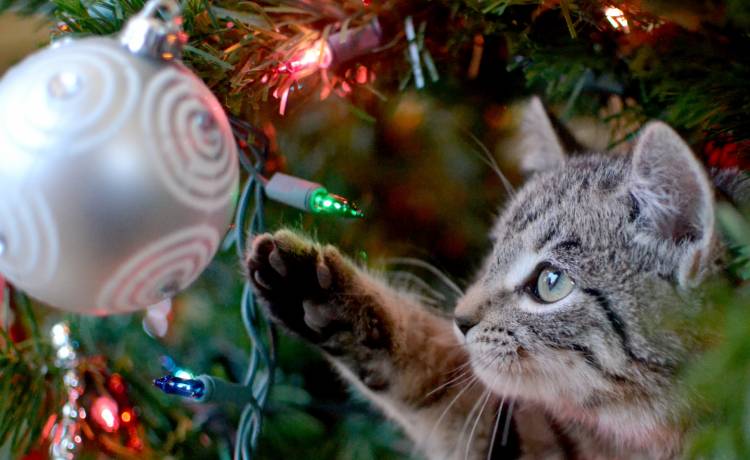 Jesteś zmęczony kotem, który co roku przewraca choinkę? Sprawdź, co możesz zrobić