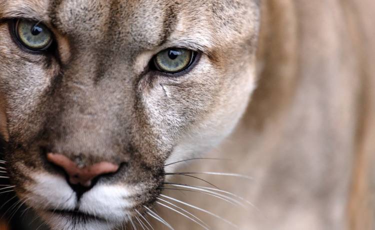 Dwa lata temu odebrano mu ukochaną pumę. Głośna sprawa powraca