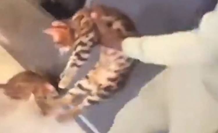 Znany piłkarz znęcał się nad kotem. W tle było słychać śmiech [WIDEO +18]