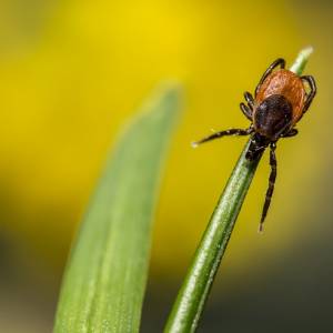 Kleszcze atakują! Jak ograniczyć ryzyko kontaktu? Jak je poprawnie usuwać? Sprawdź!