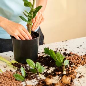 Dodaj garść pestek do wody i podlej zamiokulkasa. Szybko wypuści nowe pędy