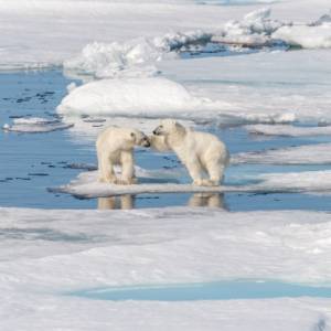 Niedźwiedzie polarne za kilkadziesiąt lat wyginą. Tragiczne skutki zmian klimatu