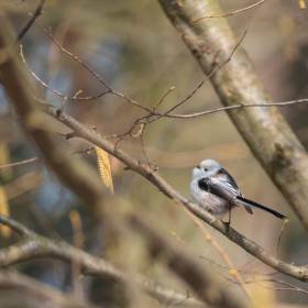 Znany jest werdykt głosowania. Oto ptak roku 2025 