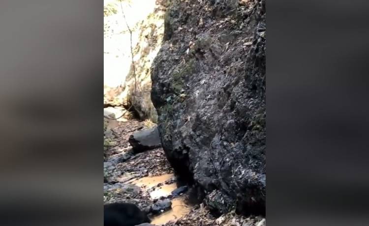 Te dziki bezproblemowo wspinają się po stromej skale! Internauci w szoku: "Zdumiewające" [WIDEO]