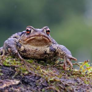 Zaskroniec zaatakował ropuchę. Reakcja płaza zaskoczyła internautów... i gada! [WIDEO]