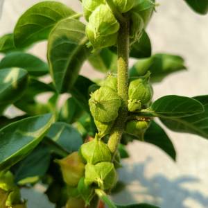 Ta roślina pomaga zasnąć i redukuje niepokój. Reguluje poziomu cukru 