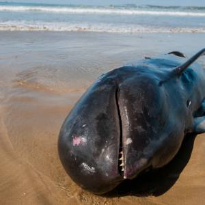 Setki wielorybów zmarło na wybrzeżach Tasmanii. To największa tragedia w historii Australii