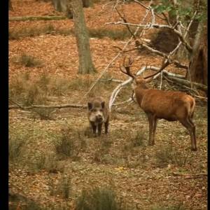 Dzik spotkał jelenia. Zachowanie zwierząt rozbawiło internautów! Jak myślicie, o czym rozmawiają? [WIDEO]
