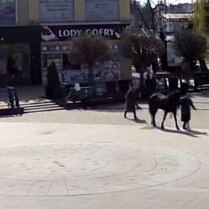 Malbork. Koń uciekł ekipie filmowej i niszczył auta [WIDEO]