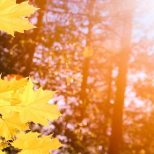 Tanie jesienne dekoracje. Wiemy gdzie szukać! 